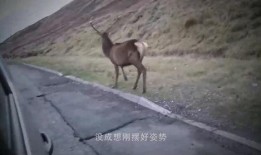 吃瓜狐獴,揭秘神秘动物界的“吃瓜群众”