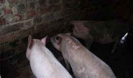 猪吃瓜的梗,笑料横生！