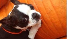 小狗吃瓜打喷嚏,趣味瞬间捕捉