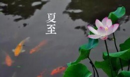 夏至吃茭瓜文案,茭瓜飘香，传统美食传承时光