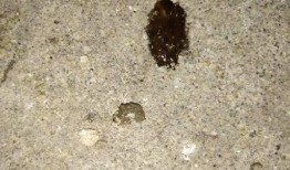 吃角瓜大便发黑,角瓜饮食与大便变黑之谜探究