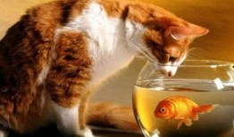 猫吃梨瓜做法窍门,美味佳肴轻松上桌