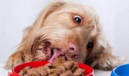 二狗吃瓜群,揭秘网络社交圈的趣味与争议