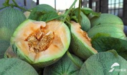 单县吃瓜墙,揭秘当地独特民俗风情