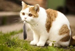 猫吃梨瓜做法窍门,美味佳肴轻松上桌