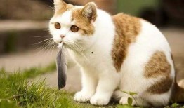 猫吃梨瓜做法窍门,美味佳肴轻松上桌