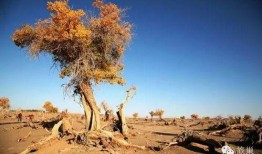 大漠吃瓜官网,揭秘沙漠中的美食奥秘