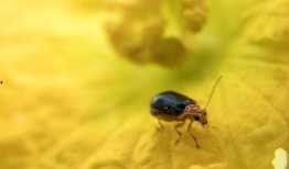 守瓜虫怎么吃,守瓜虫的独特食法揭秘