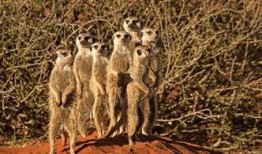 吃瓜狐獴,揭秘神秘动物界的“吃瓜群众”