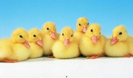 母鸭吃大瓜,意外吃下大瓜引发的奇妙之旅