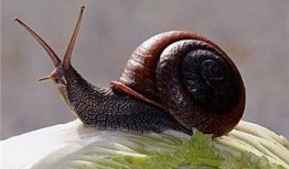 蜗牛吃佛手瓜嘛,一场奇妙的生态互动