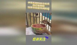 吃瓜小熊杭州,一场味蕾与文化的盛宴
