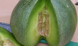 直接吃的瓜,尽享夏日美味时光