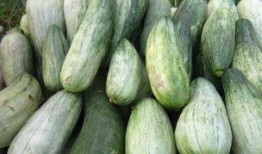 减肥吃酥瓜,轻松开启健康减肥之旅