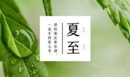 夏至吃茭瓜文案,茭瓜飘香，传统美食传承时光