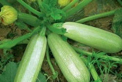 月子里吃茭瓜,茭瓜助力产后恢复，营养美味两不误