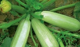 月子里吃茭瓜,茭瓜助力产后恢复，营养美味两不误