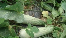 减肥吃酥瓜,轻松开启健康减肥之旅