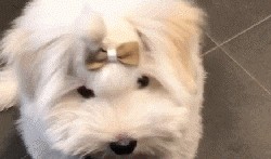 泰迪吃瓜事件,宠物界的“瓜王”诞生记