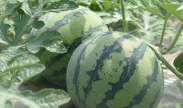 上海会计吃瓜,揭秘吃瓜背后的财务风云