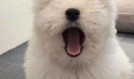 泰迪吃瓜事件,宠物界的“瓜王”诞生记