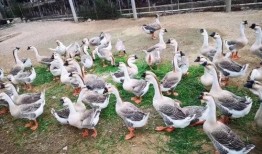 吃瓜鹅专用新浪博客,趣味横生的娱乐圈幕后故事