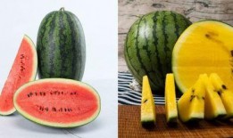 吃瓜有瓜德,探寻瓜界神秘力量