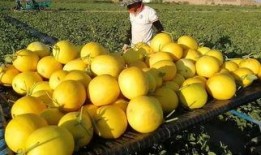 大漠吃瓜官网,揭秘沙漠中的美食奥秘