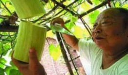 能砍着吃的瓜,能砍着吃的瓜，尽享田园美味