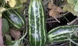 梢瓜 吃,探寻传统与创新的完美融合