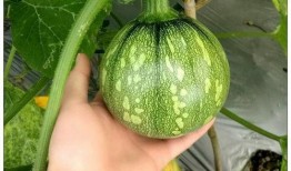 留学圈吃瓜上海,上海，这座国际都市的留学新风向标