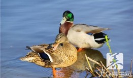 母鸭吃大瓜,意外吃下大瓜引发的奇妙之旅