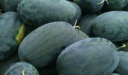 郯城吃瓜王,揭秘瓜界传奇人物