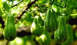 佛手瓜吃对身体好不好,养生佳品，健康益处多