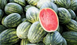 吃瓜就要吃全瓜吗图片