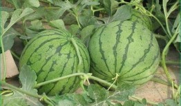 夏天吃瓠子瓜好吗,瓠子瓜的营养与美味