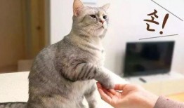 猫吃梨瓜做法窍门,美味佳肴轻松上桌