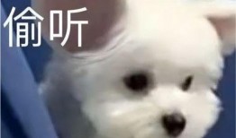 我请客你吃瓜,跟随我一起畅享请客吃瓜的欢乐时光