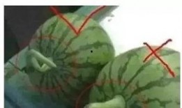 瓜现在吃还不晚,尽享时令美味——现在品尝正当时