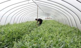 娄村吃瓜,一场味蕾与乡愁的邂逅