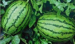 该吃哪个瓜,根据该吃哪个瓜，轻松解锁夏日美食之旅