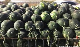 金麦子吃瓜,揭秘娱乐圈幕后故事