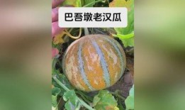 老瓜老了怎么吃,探索老瓜的多样美味烹饪方法