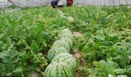 严格吃大瓜,严格吃大瓜，真相大白！