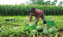 王大炮吃瓜入口,揭秘娱乐圈幕后风云