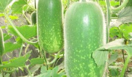 吃瓜914184810,一场网络热议背后的真相