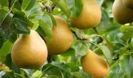 吃柚子能吃瓜吗,同食相宜还是禁忌？