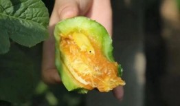 孩子吃羊角瓜好吗怎么吃