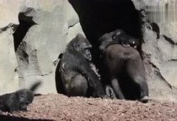 sky小黑屋吃瓜,一场吃瓜盛宴背后的真相