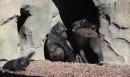 sky小黑屋吃瓜,一场吃瓜盛宴背后的真相